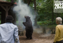 Çıldırmış Ayı Film İncelemesi